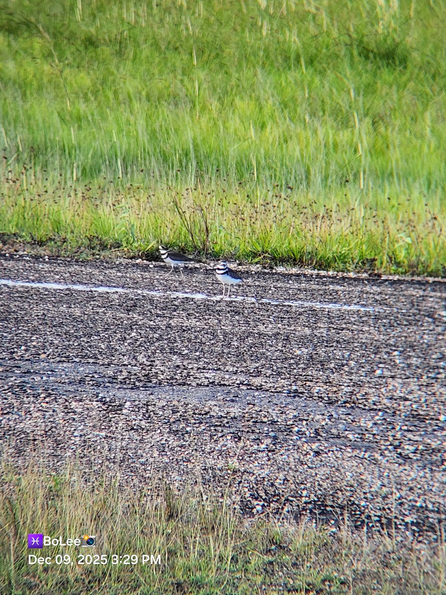 Keilschwanz-Regenpfeifer - ML646667396