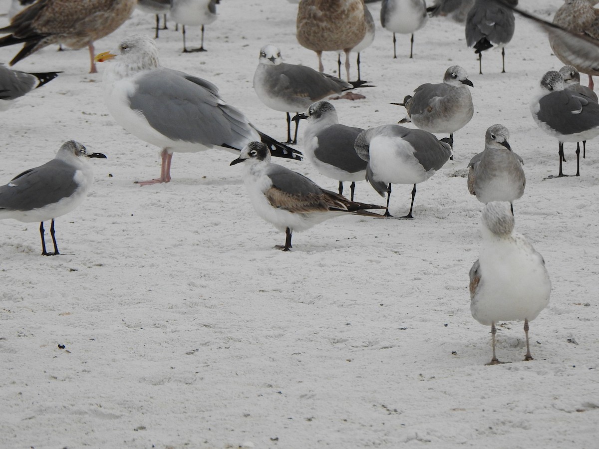 Franklin's Gull - ML646667397
