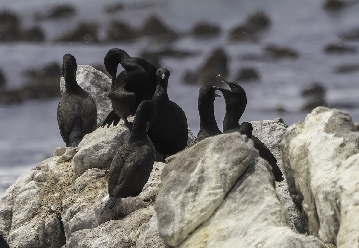 Bank Cormorant - ML646667398