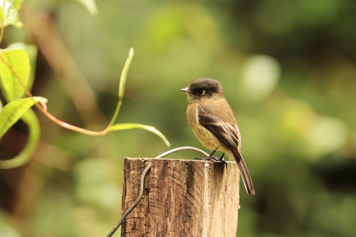 svarthetteempid - ML646667399