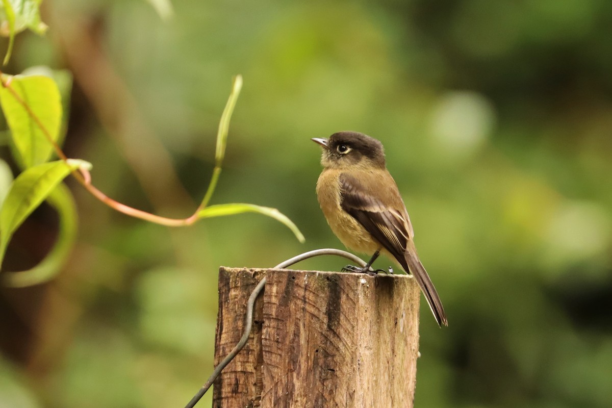 svarthetteempid - ML646667400