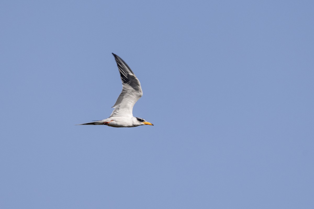 River Tern - ML646667403