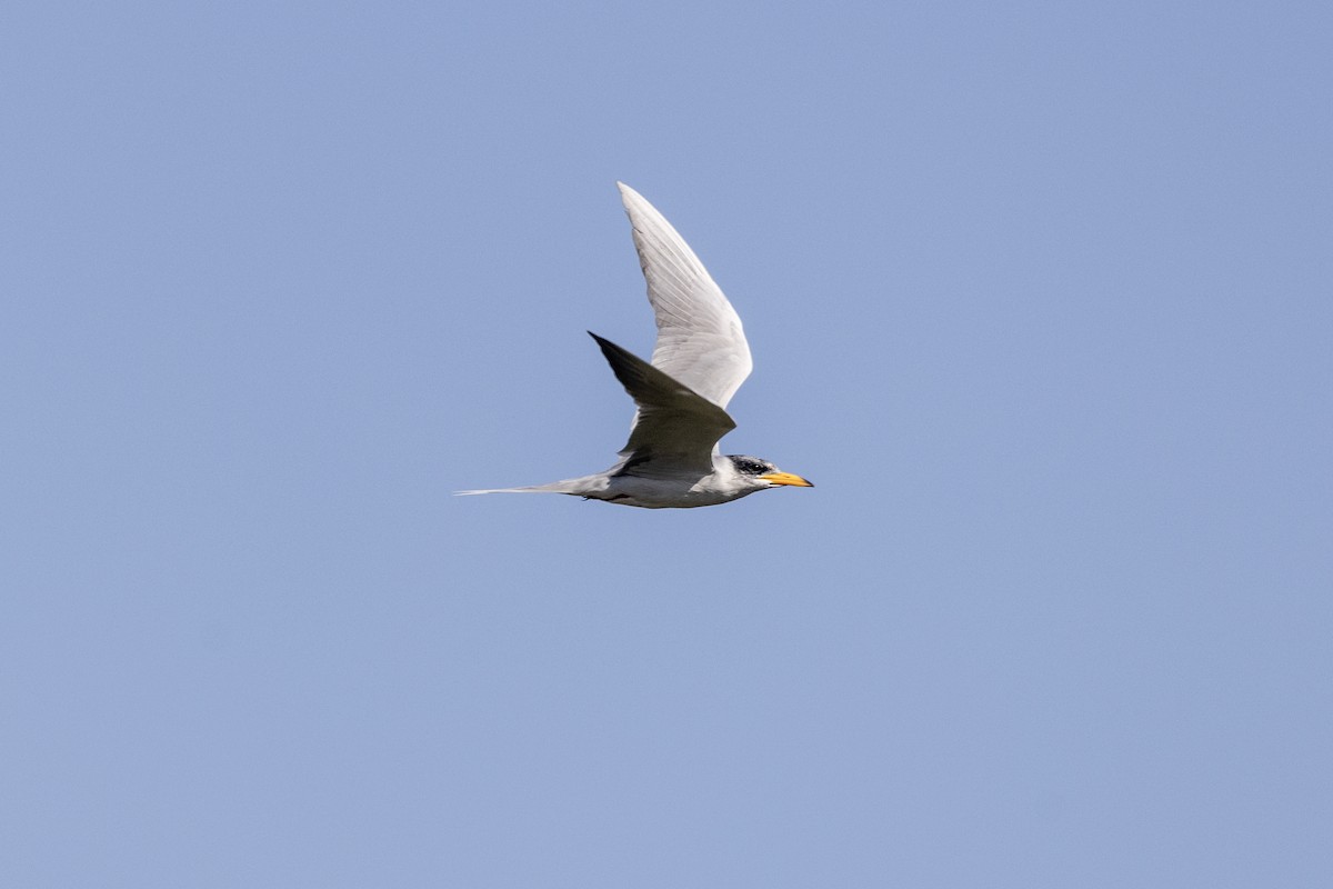 River Tern - ML646667404