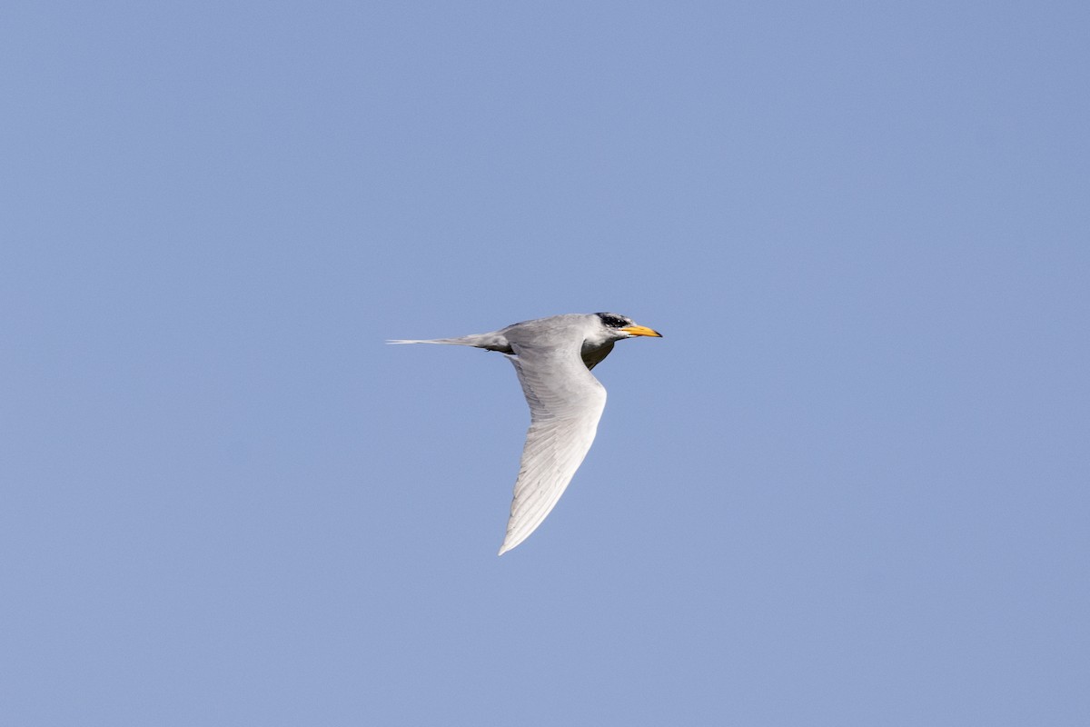 River Tern - ML646667405