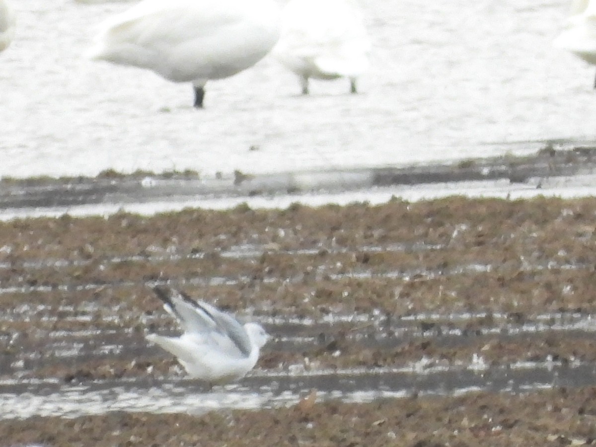 Ring-billed Gull - ML646667406