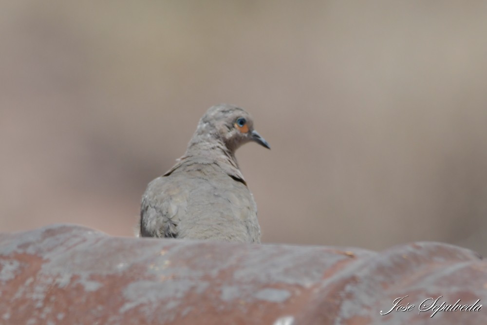 Palomita Alinegra - ML646667409