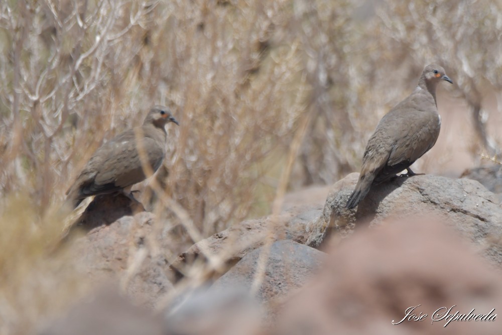 Palomita Alinegra - ML646667410