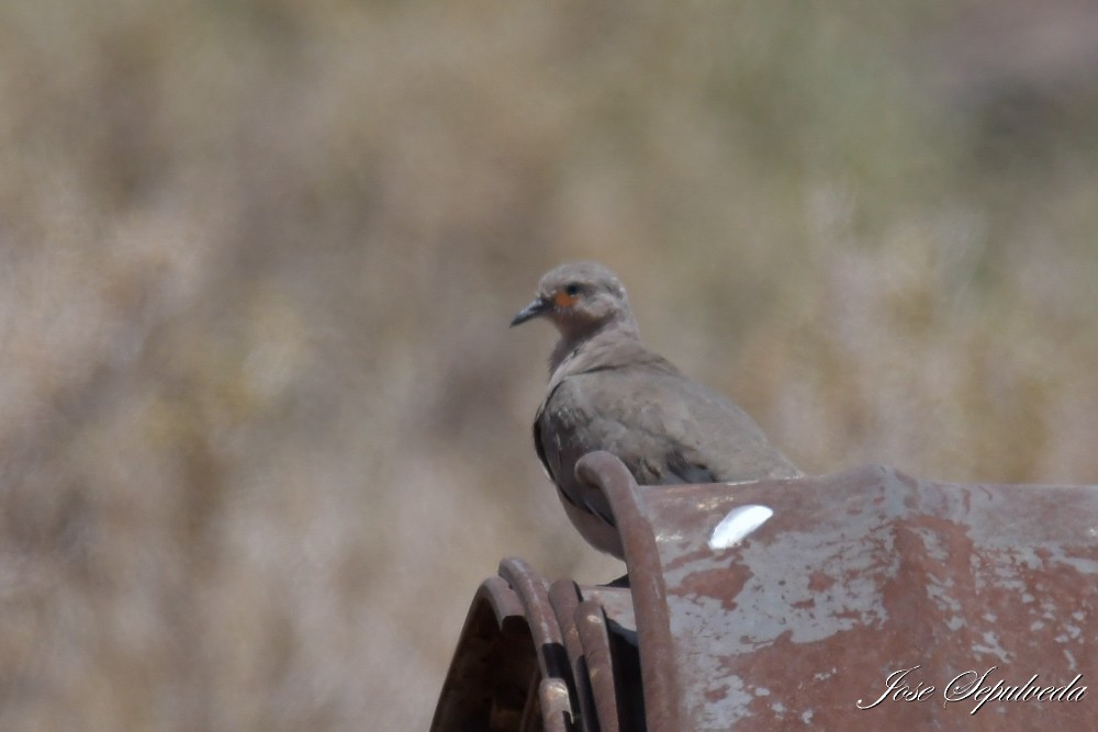 Palomita Alinegra - ML646667411