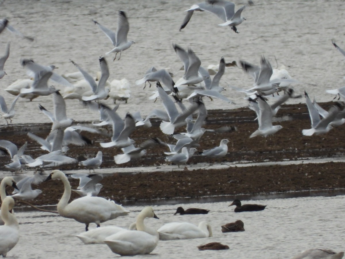 Ring-billed Gull - ML646667412