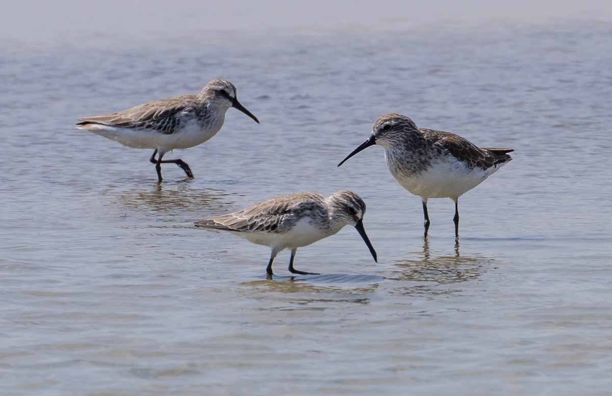 Txirri kurlinta - ML646667413