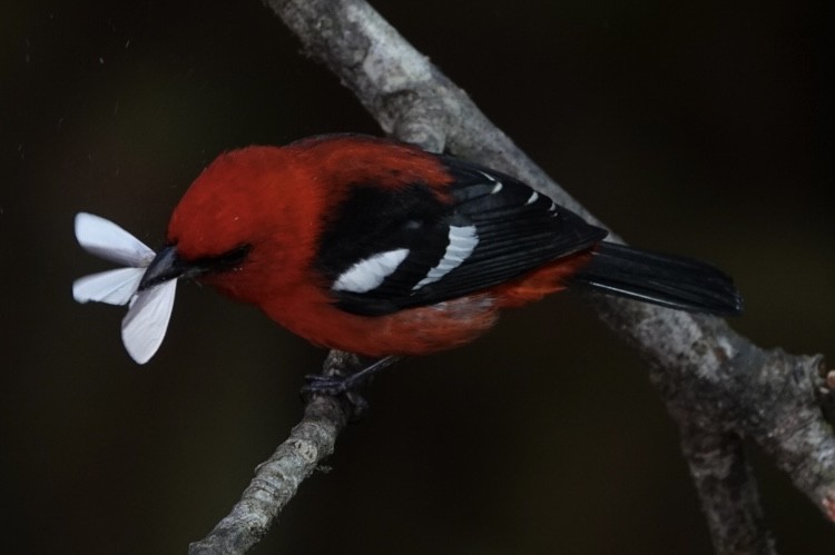 Weißbindenkardinal - ML646667414