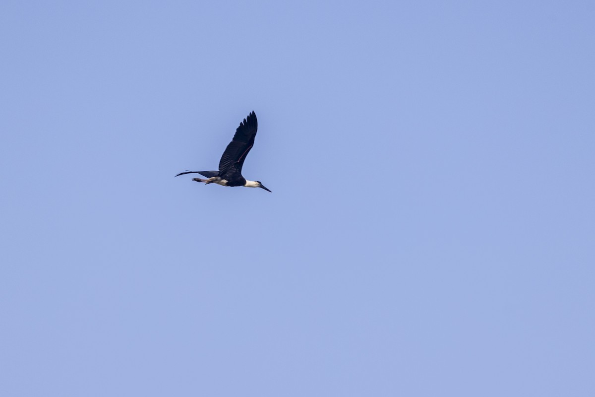 Asian Woolly-necked Stork - ML646667415