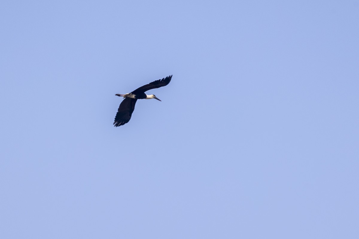 Asian Woolly-necked Stork - ML646667416