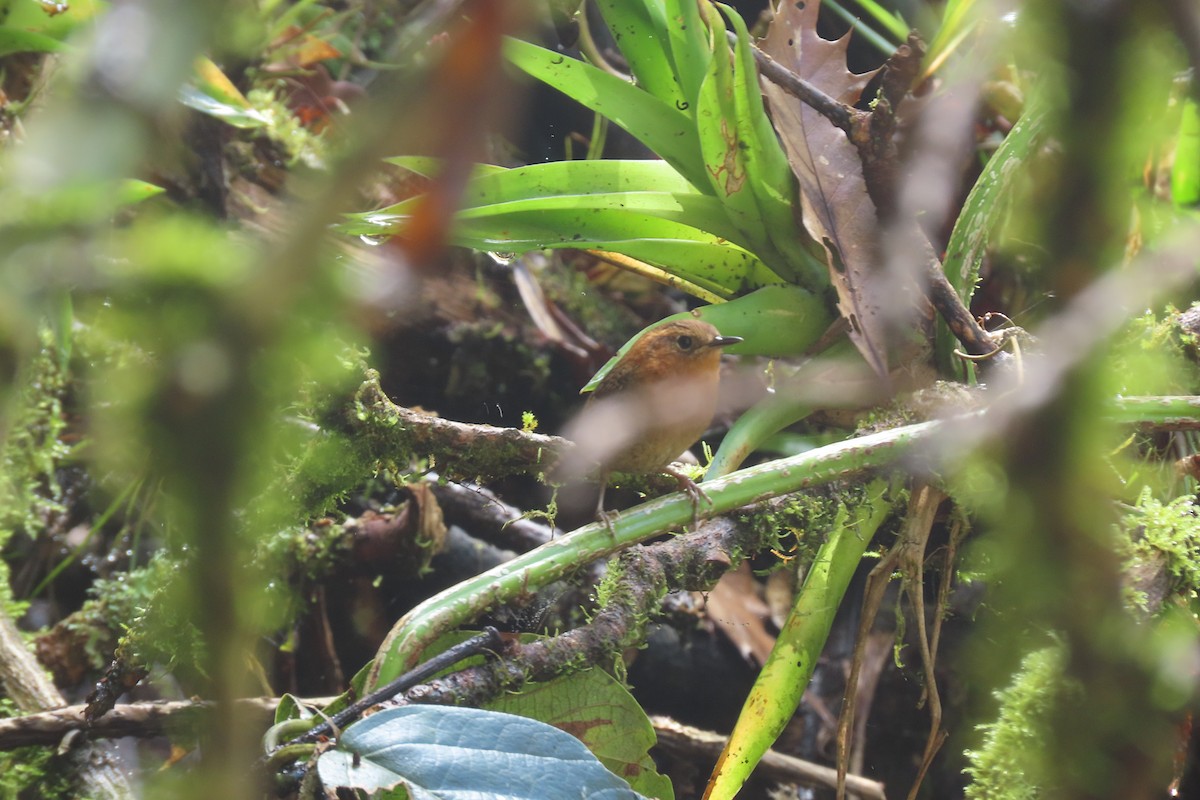 Rufous-browed Wren - ML646667417