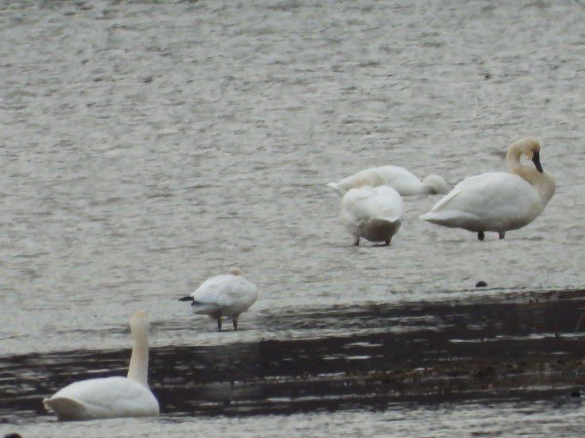 Ross's Goose - ML646667418