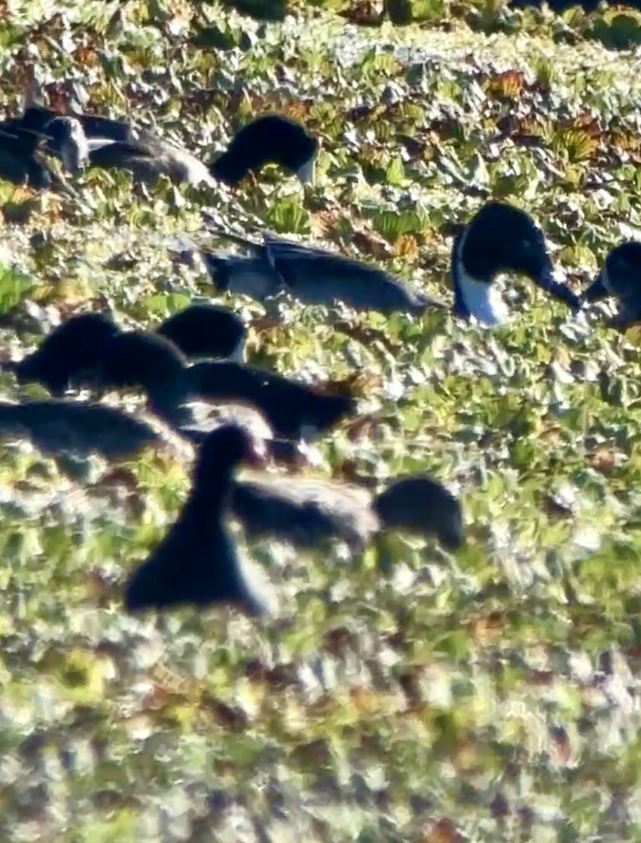 Шилохвіст північний - ML646667419