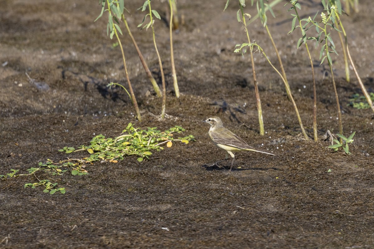 Western Yellow Wagtail - ML646667420