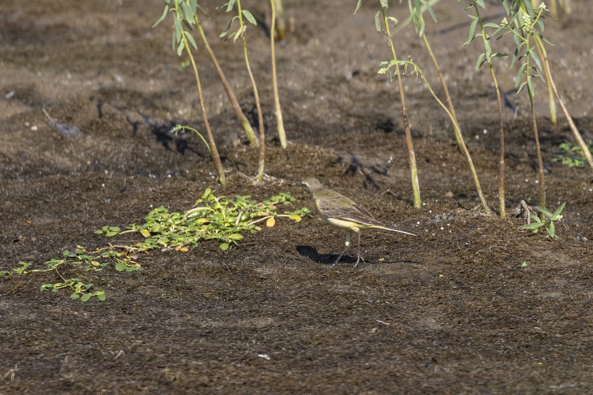 Western Yellow Wagtail - ML646667421