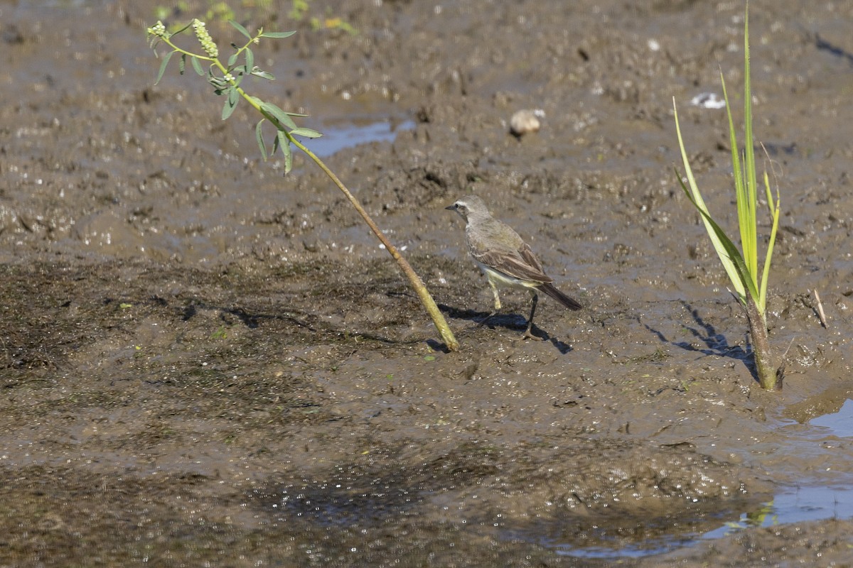Western Yellow Wagtail - ML646667422