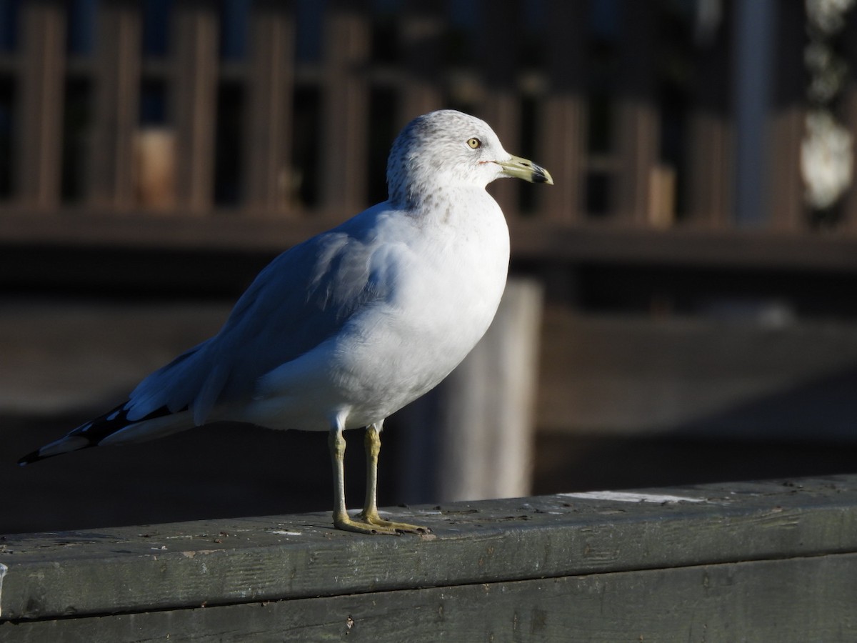 racek kroužkozobý - ML646667423