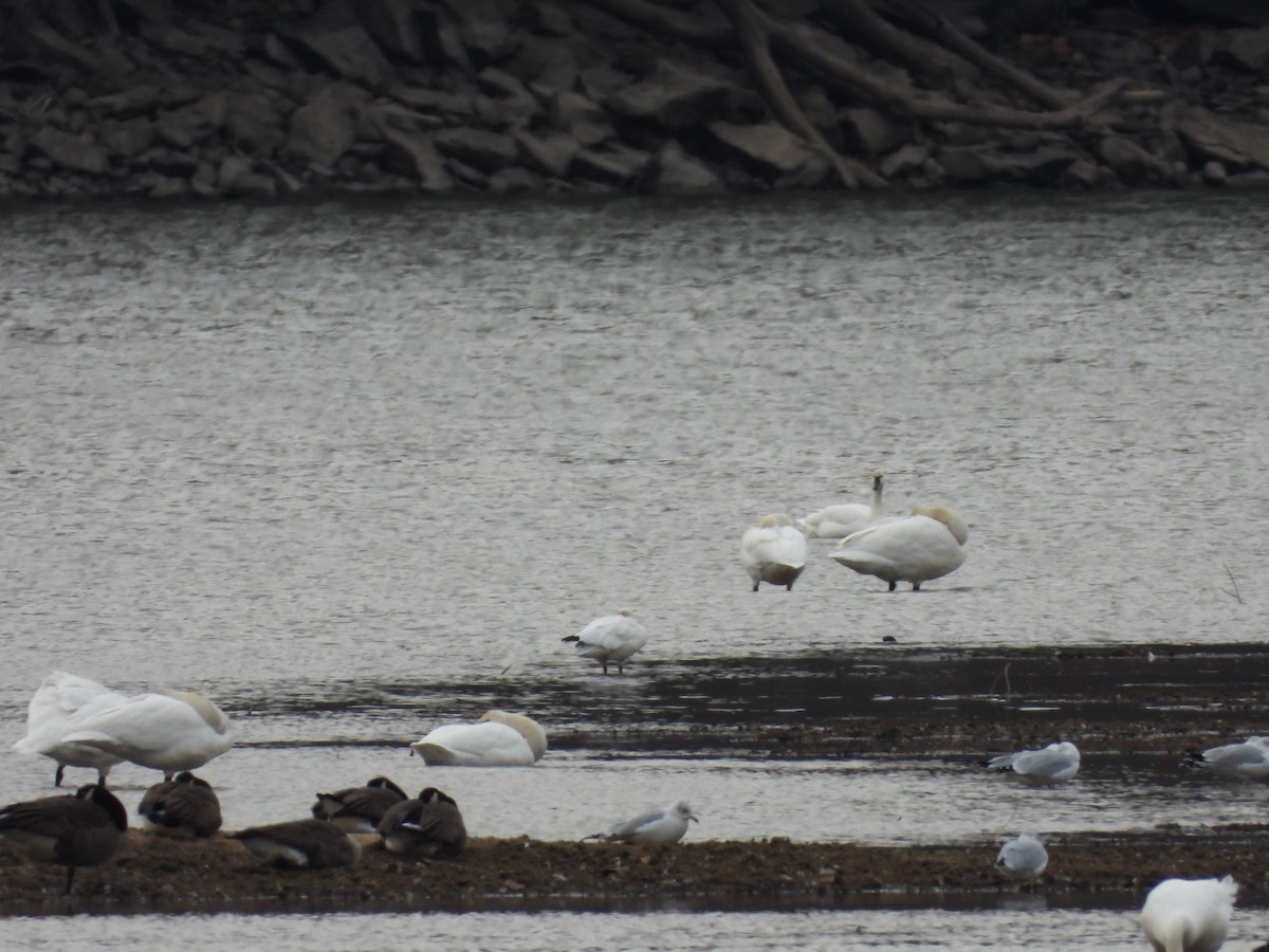 Ross's Goose - ML646667424