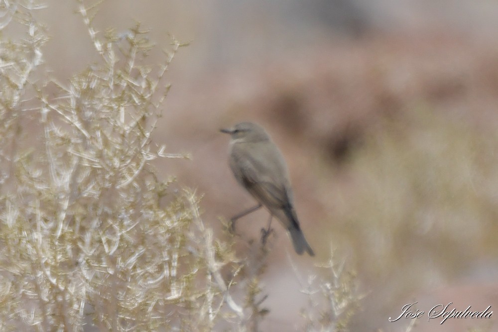 Dormilona Chica - ML646667426