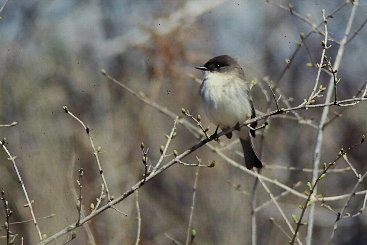 Феб буроспинний - ML646667427