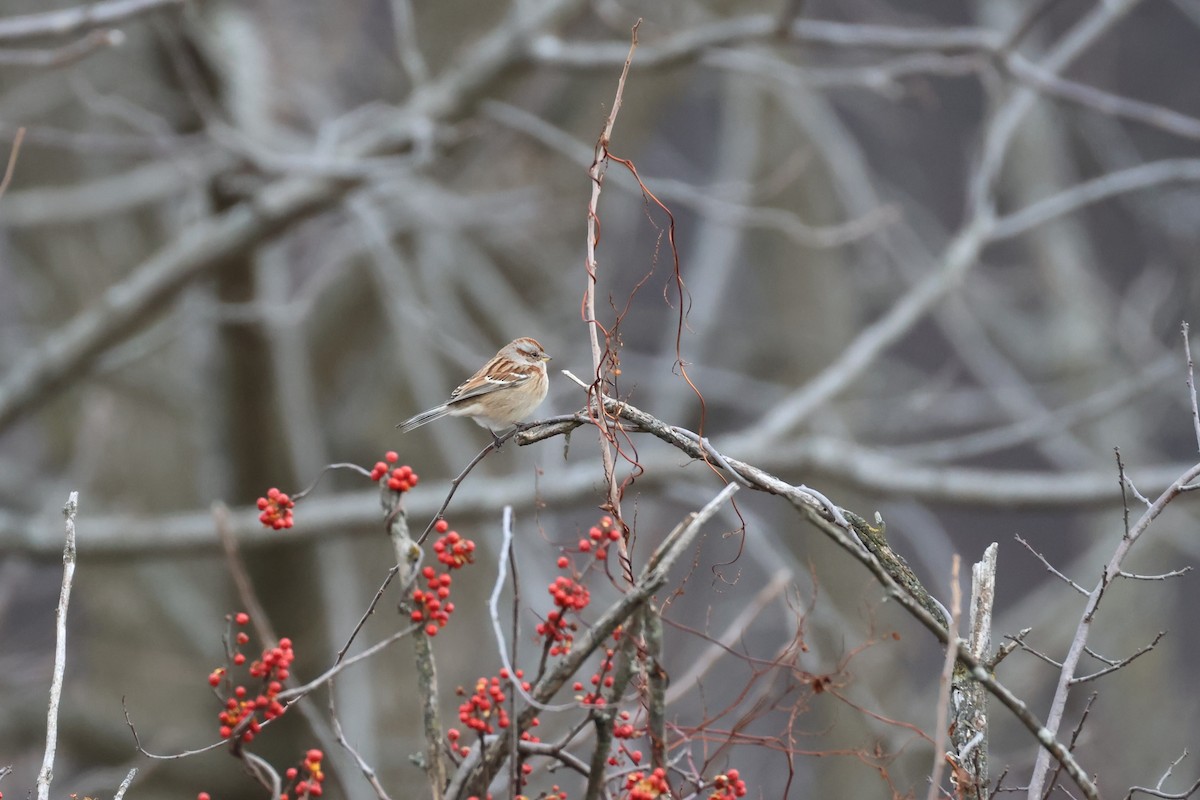 Baumammer - ML646667428