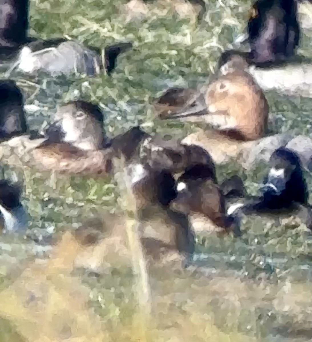 Попелюх довгодзьобий - ML646667429