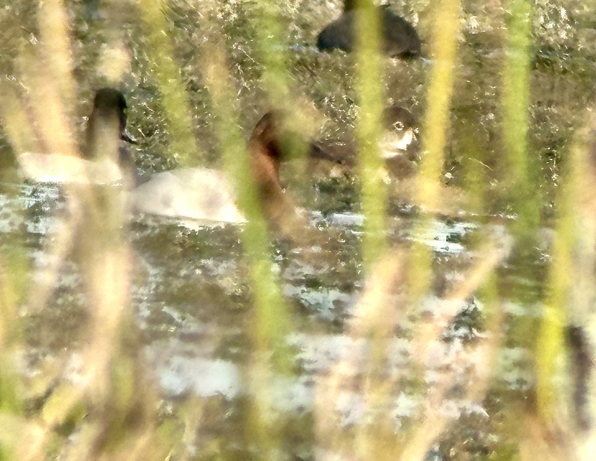 Попелюх довгодзьобий - ML646667430