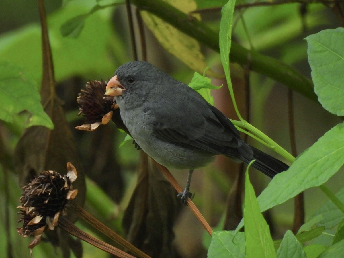 Gray Seedeater - ML646667431