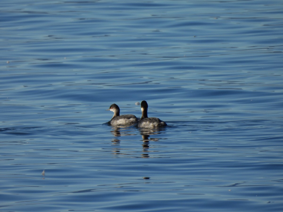 Grèbe à cou noir - ML646667435