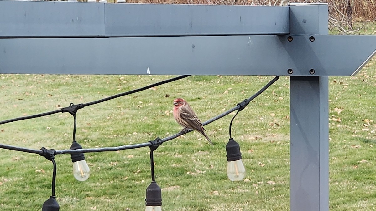 House Finch - ML646667436