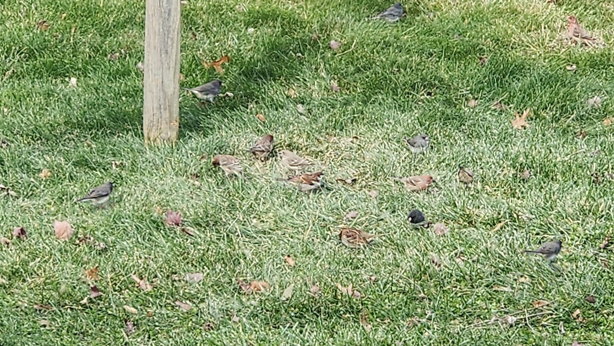 House Finch - ML646667437