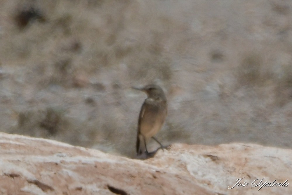 Gaucho Serrano - ML646667438