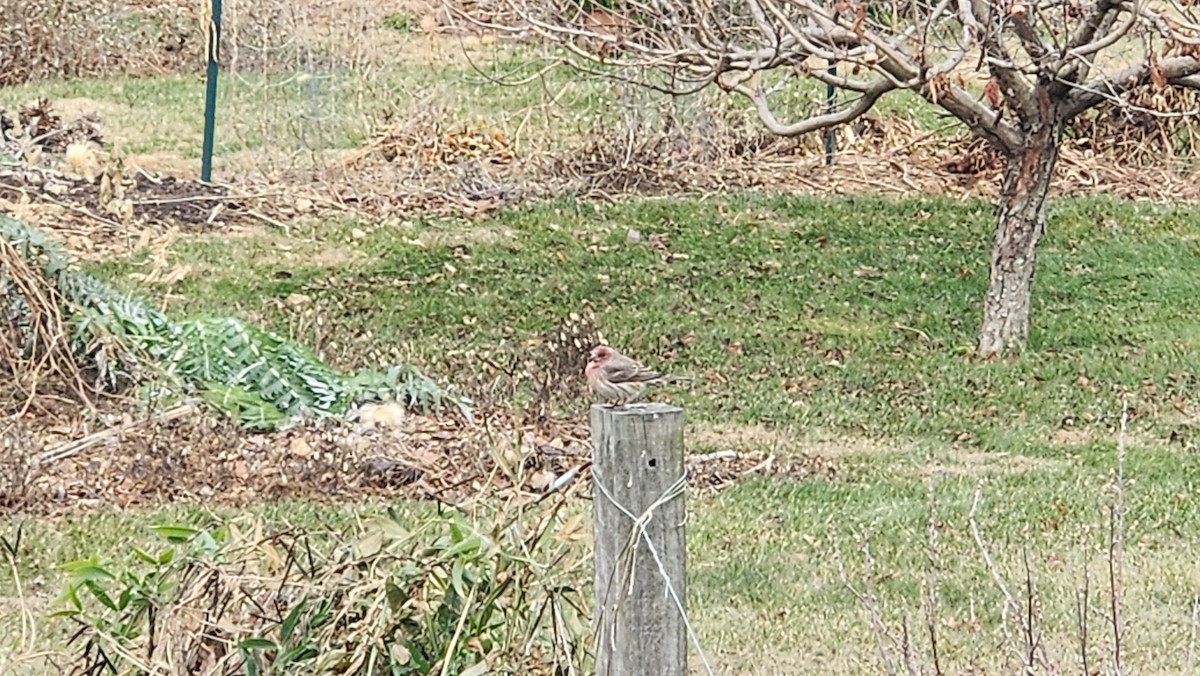 House Finch - ML646667439