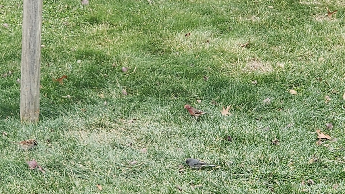 House Finch - ML646667440