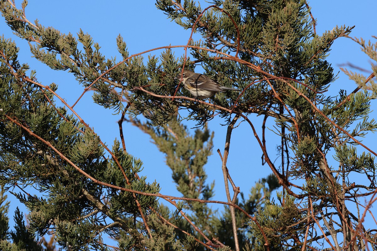 Yellow-rumped Warbler - ML646667441