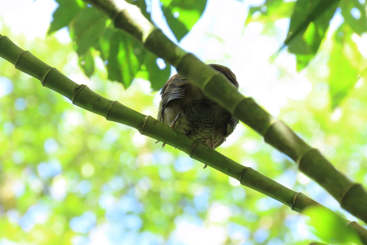 Mountain Thrush - ML646667447