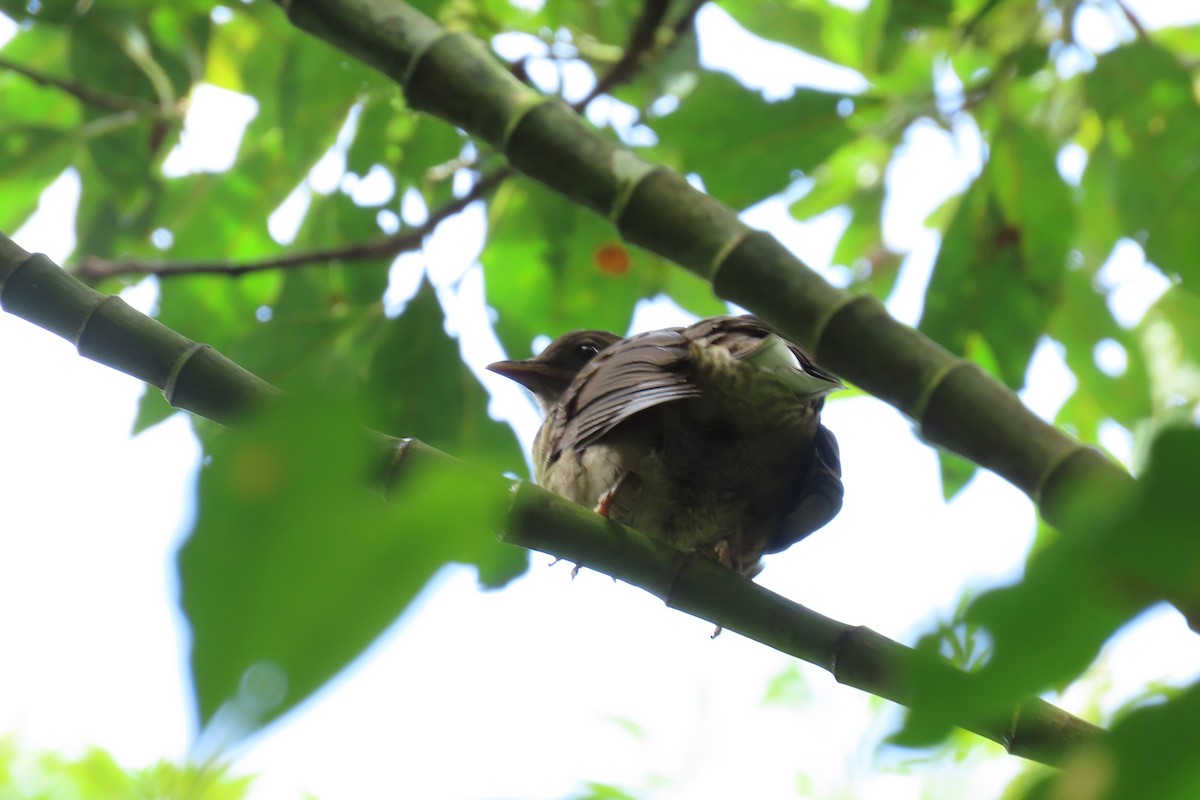 Mountain Thrush - ML646667448