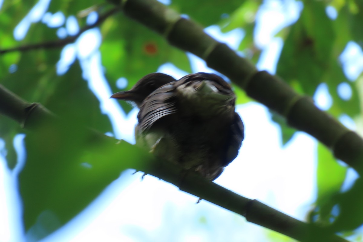 Mountain Thrush - ML646667449