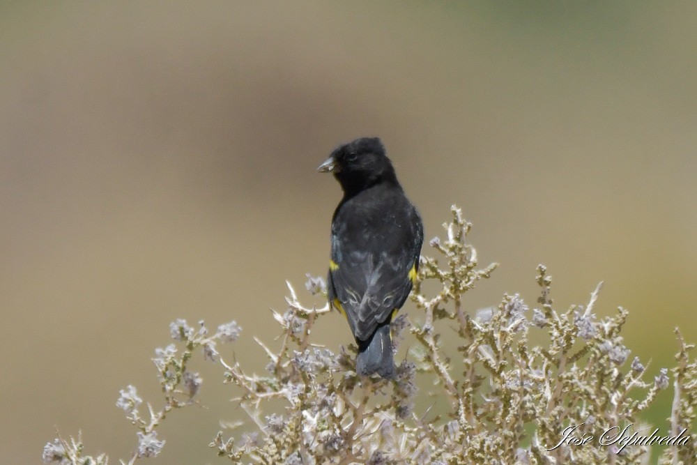 Black Siskin - ML646667453