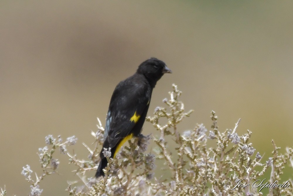 Jilguero Negro - ML646667454