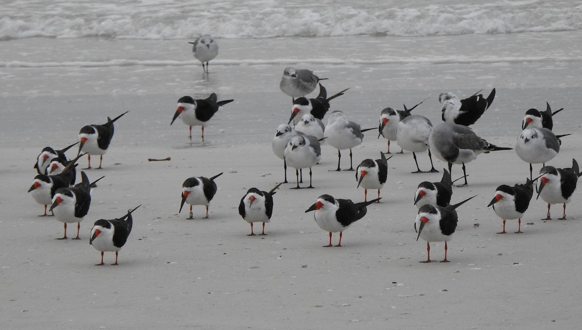 Black Skimmer - ML646667455