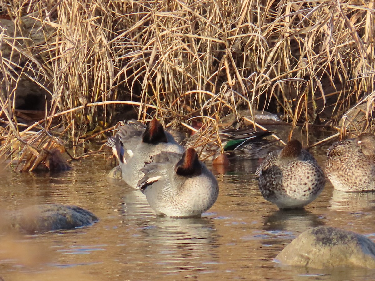 Green-winged Teal (Eurasian) - ML646667457