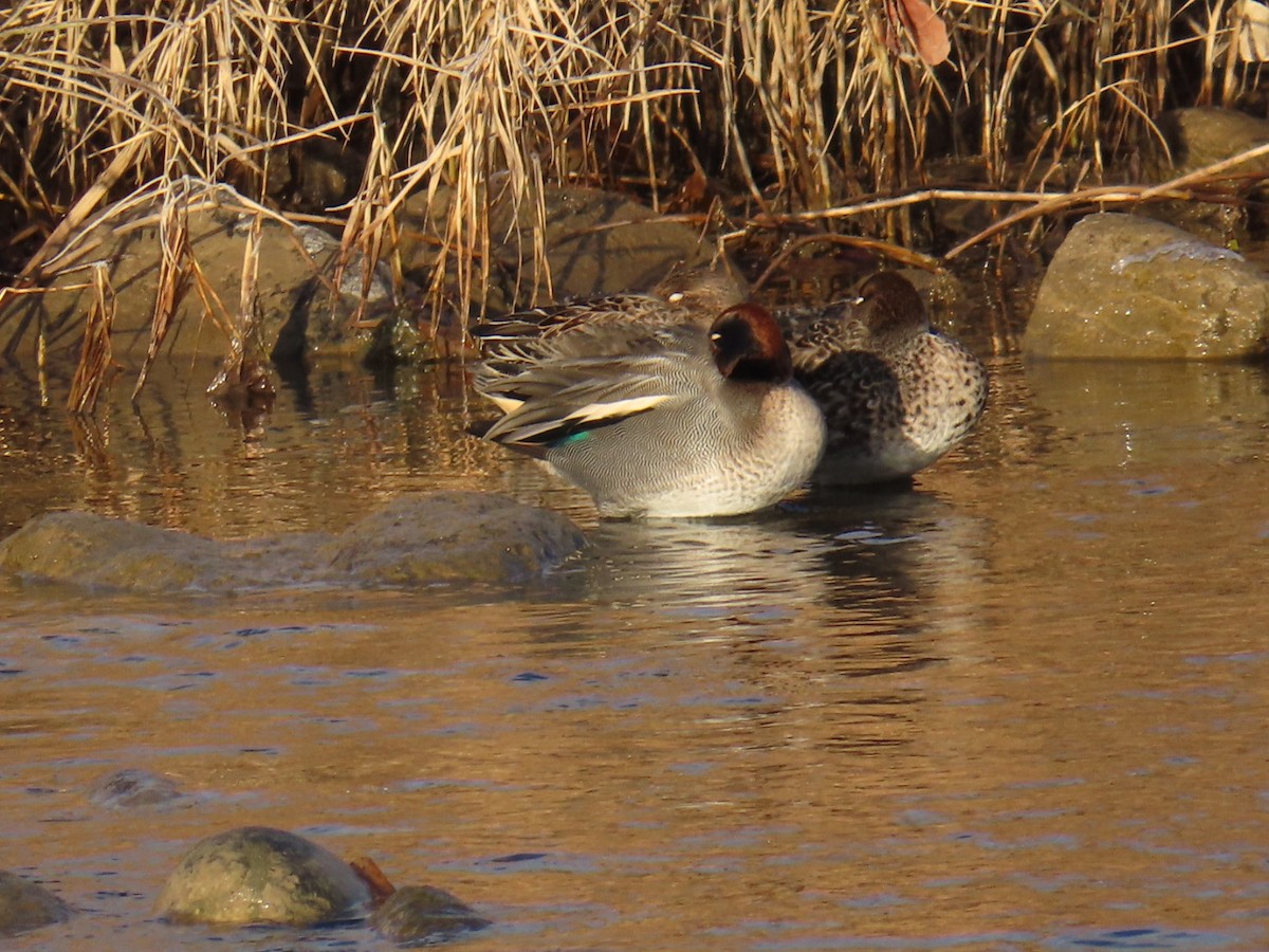 Green-winged Teal (Eurasian) - ML646667458