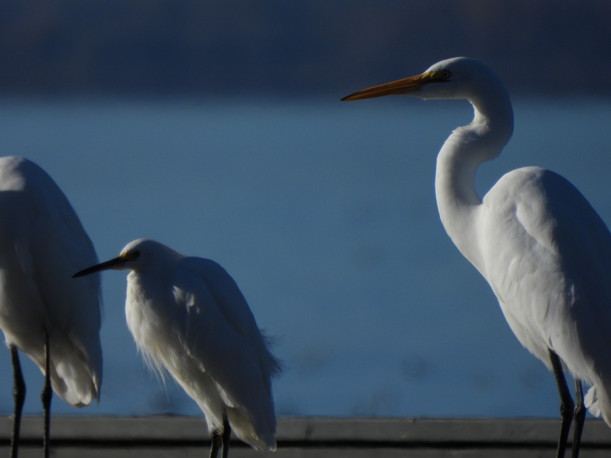 Snowy Egret - ML646667459