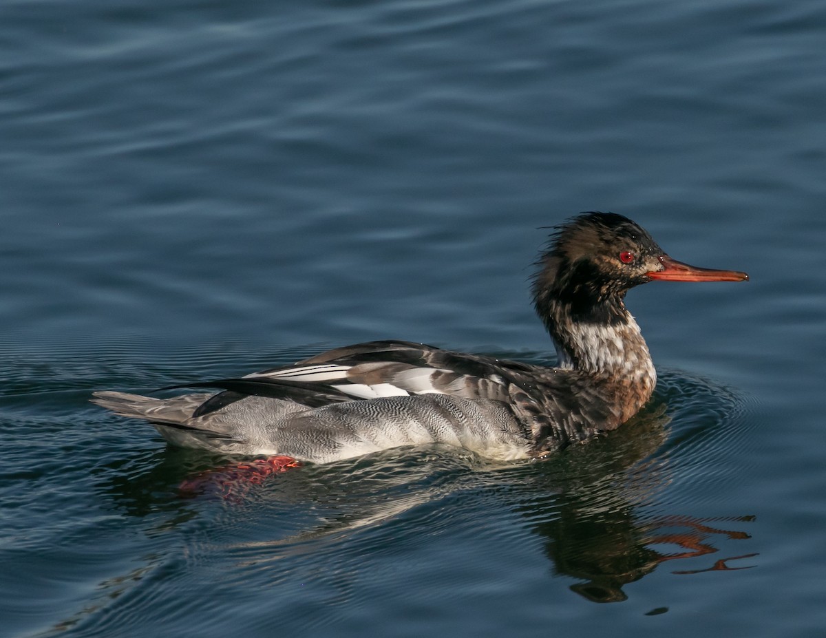 Red-breasted Merganser - ML646667460