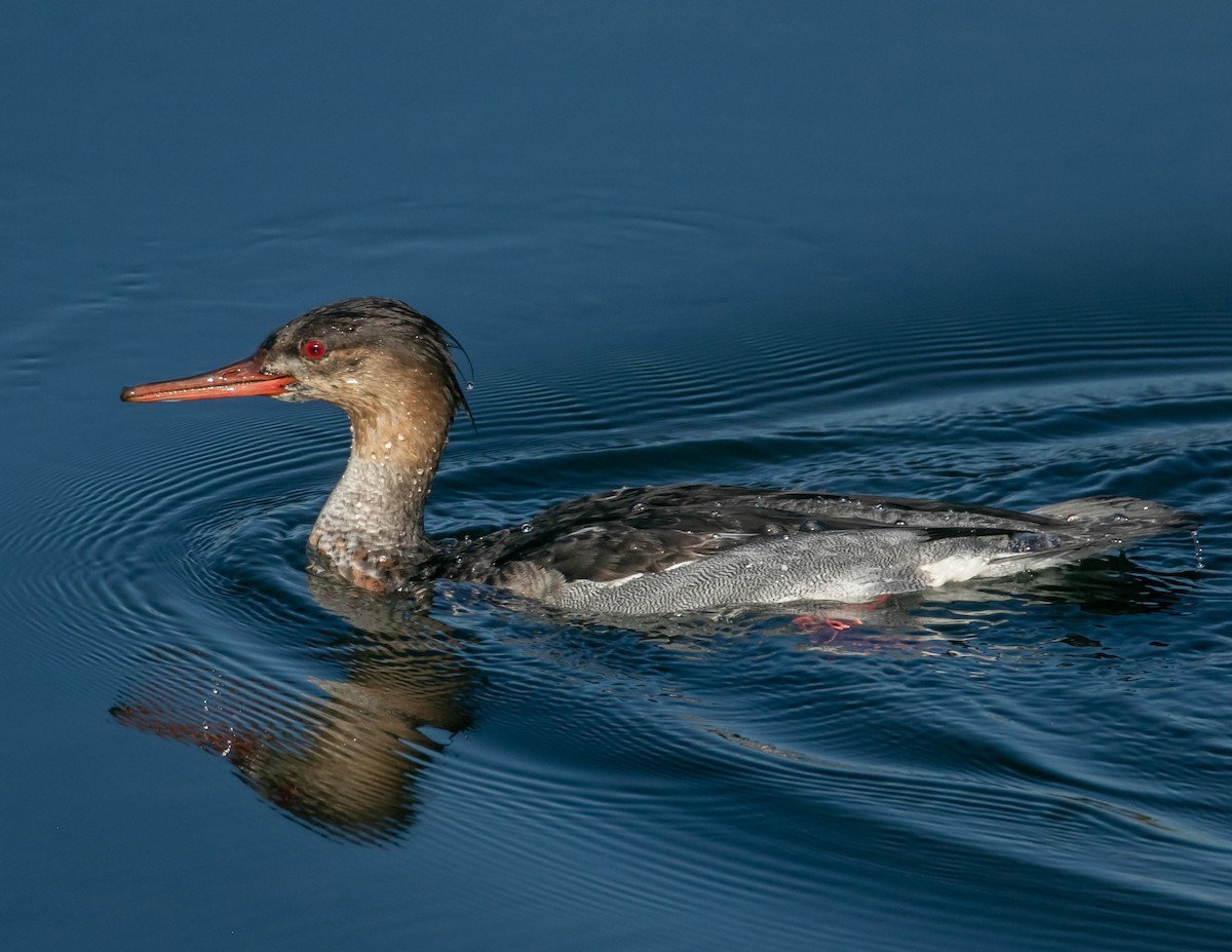Red-breasted Merganser - ML646667461