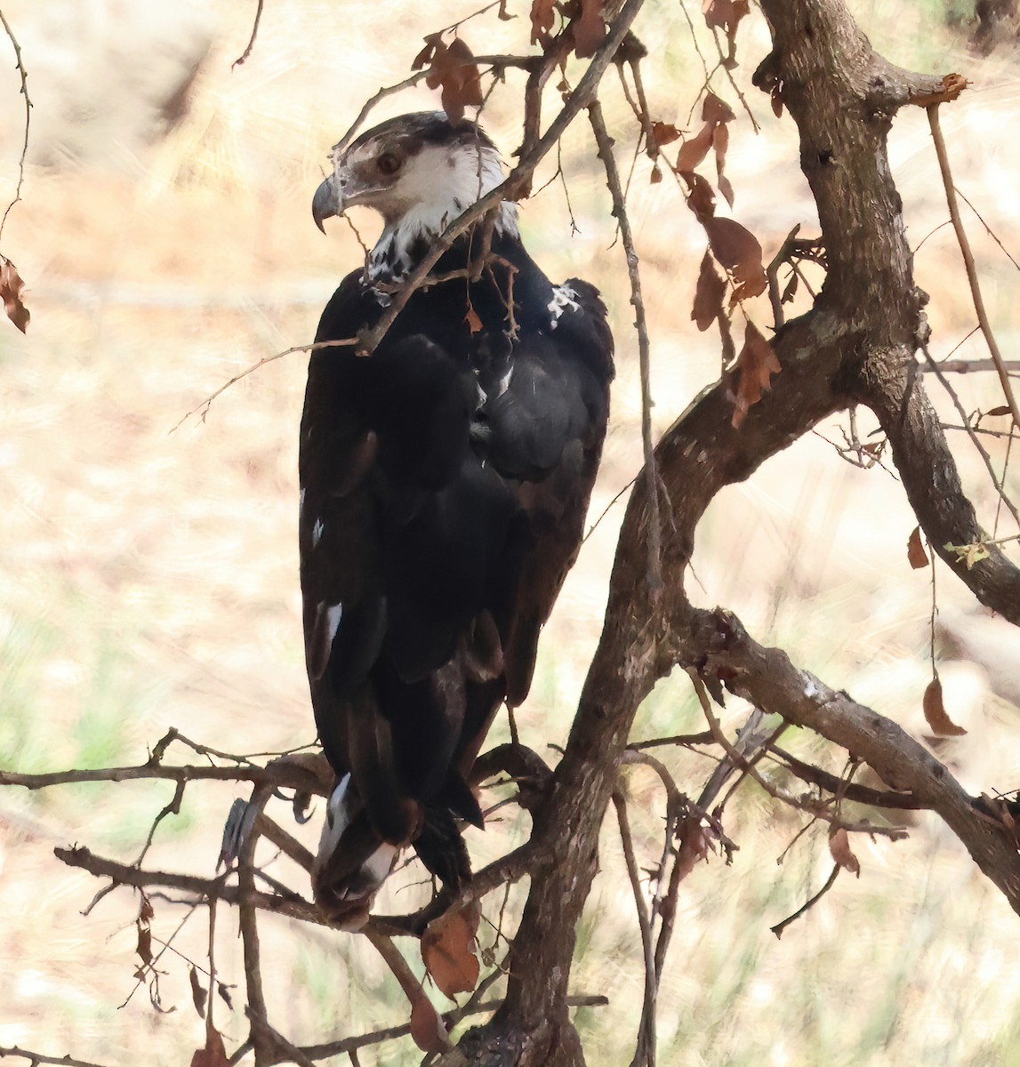 African Fish-Eagle - ML646667463